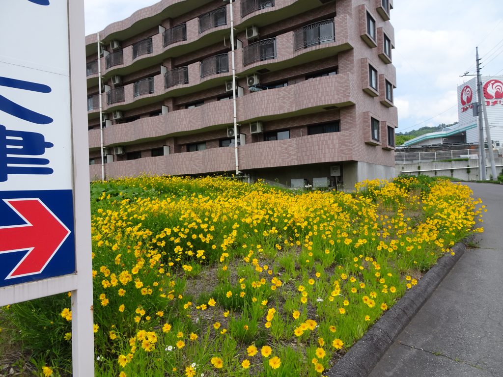 オオキンケイギク